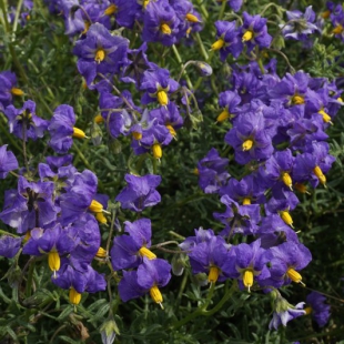 Solanum etuberosum